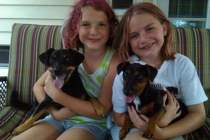 View Our Jack Russell Terriers Family Photo Album